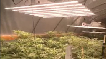 800w grow light