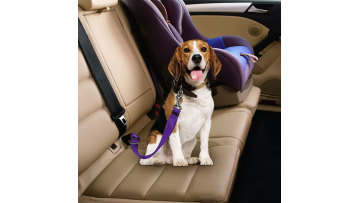 seat belt for dogs