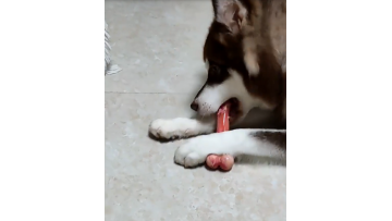 DOG BONE CHEW TOY