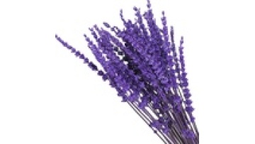 Forever Flowers: Natural Preserved Lavender - Immortal Lavender1