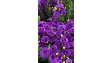 Purple double Lisianthus  of Fresh cut flower