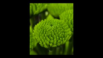 Spray chrysanthemum Green Forest Pompon