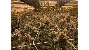 OKC 1000W growing lamp
