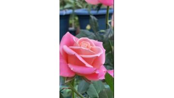 Miss Piggy Rose Farm