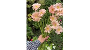 Gerbera Mermaid