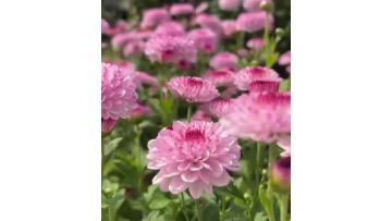 Abe pink  spray chrysanthemum