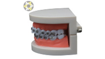 Normal Tooth Model for Children's Brushing Teaching Model1