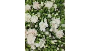 Pink Jasmine spary carnation
