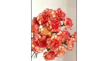 Single-headed　Carnation Carnival