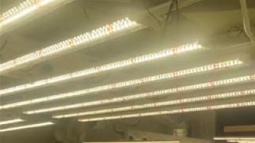 spider grow light