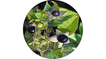 Belladonna Extract