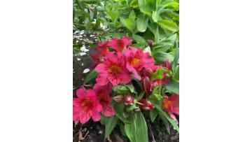 Red Alstroemeria Six-Pointed Flower – Fresh Cut Flowers from Wholesale