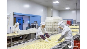 high quality low price garlic