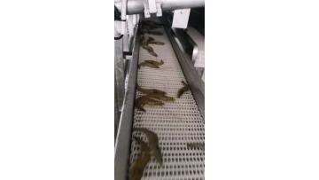 shrimp grading processing machine