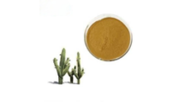 Youth Wholesale Best Price Nopal Cactus Extract Powder1