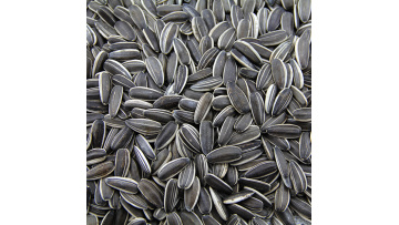 Top sunflower seeds