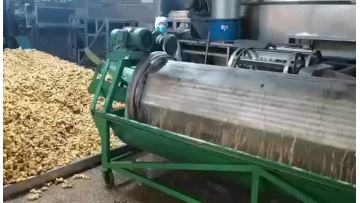 ginger processing