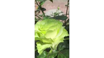 Light Green Jutta Rose