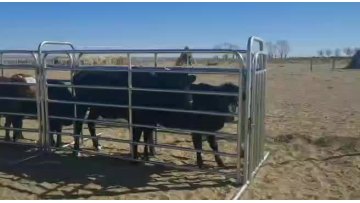 Portable corral panels H-W 12' Corral Gates Economy  horse Panels Chain connectors1