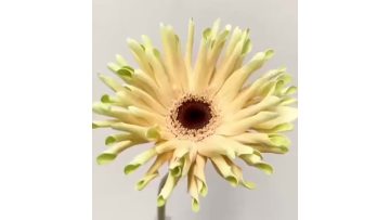 Gerbera Sweden