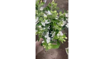 Wholesale Fresh Cut White Star Flower of Bethlehem Natural Star Shaped Blooms for Wedding Decor