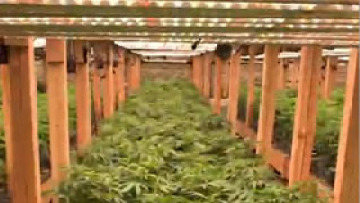High-Yield Vertical Cultivation Grow Lights