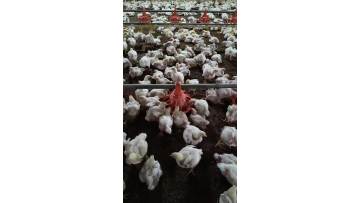 Feeding system video