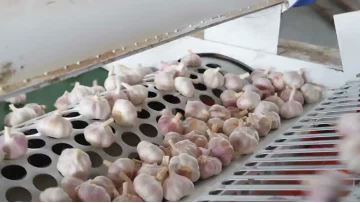 hight quality organic white dried garlic cloves