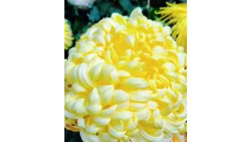 Yellow Mum Peony