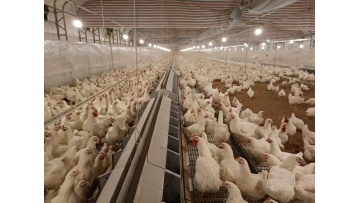 Poultry farming equipment