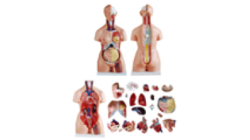 Gelsonlab HSBM-006 Tri-Sex Human Torso Model - 21 Parts1