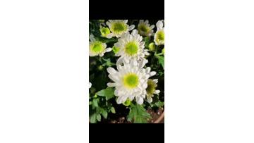 Spray white chrysanthemum-Ruibai