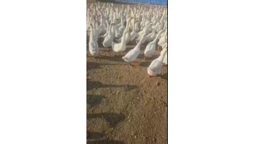 OUR POULTRY FARM