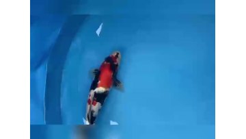 Koi fish are colorful