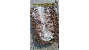 Edible Fungus Stick