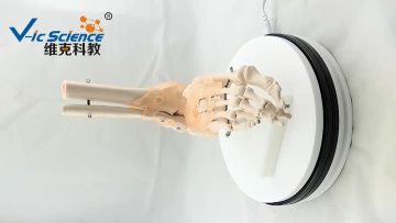 Foot model