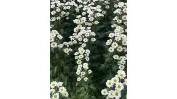 White-fish chrysanthemum