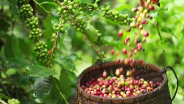 harvest coffee beans