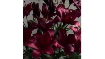 Black Pearl single lily