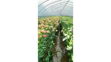 Premium Champagne Lisianthus Fresh Cut Flowers 65-75cm