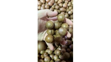 macadamia nut
