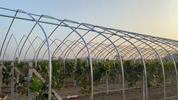 Grape cultivation greenhouse
