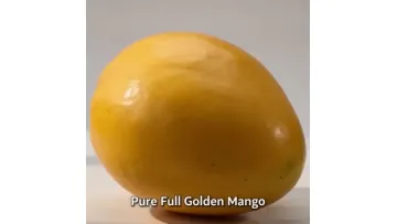 Exquisite Fresh Tropical Mangoes - Sweet and Juicy Delight1