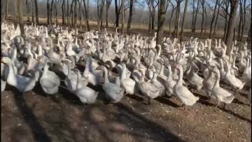 our goose in our farm