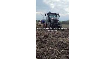 Plantadores de caña de azúcar exportados a México