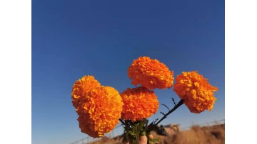 Marigold       