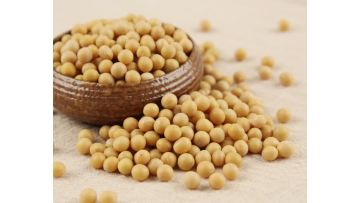  grain soybean2