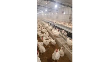 Female chain feeding system