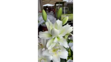 Elsa Double Petal Spray Lily