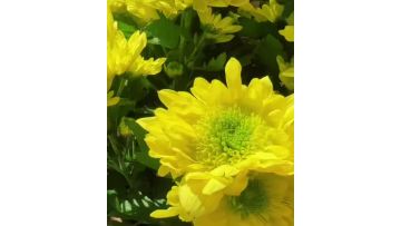 Spray chrysanthemum rui huang yellow